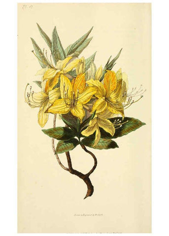 Reproducción/Reproduction 6046889994: Flora conspicua London :Longman, Rees, Orme, Brown, and Green,1826
