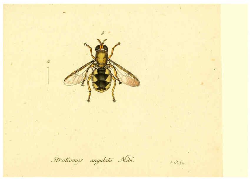 Reproducción/Reproduction 6046276614: Fauna Germanica, Diptera Nuremberg? :s.n.,between 1793 and 1805? 