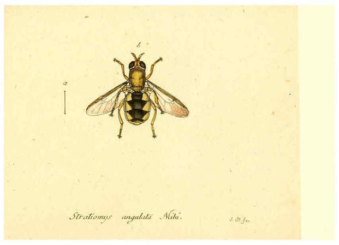 Reproducción/Reproduction 6046276614: Fauna Germanica, Diptera Nuremberg? :s.n.,between 1793 and 1805? 