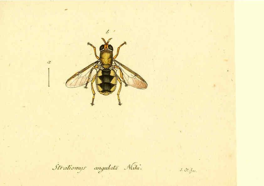 Reproducción/Reproduction 6046276614: Fauna Germanica, Diptera Nuremberg? :s.n.,between 1793 and 1805? 