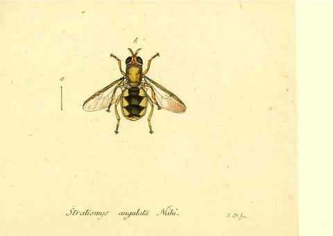 Reproducción/Reproduction 6046276614: Fauna Germanica, Diptera Nuremberg? :s.n.,between 1793 and 1805? 