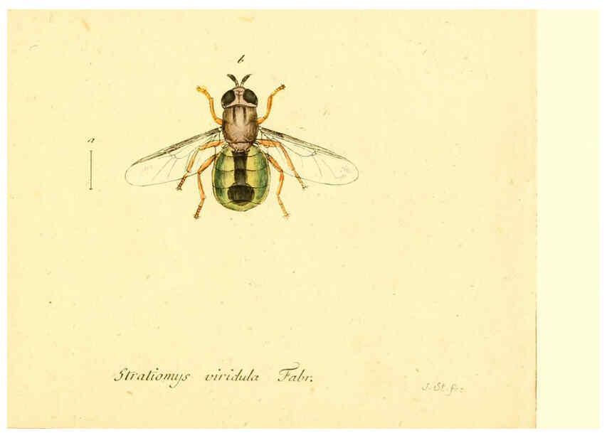 Reproducción/Reproduction 6045727151: Fauna Germanica, Diptera Nuremberg? :s.n.,between 1793 and 1805? 