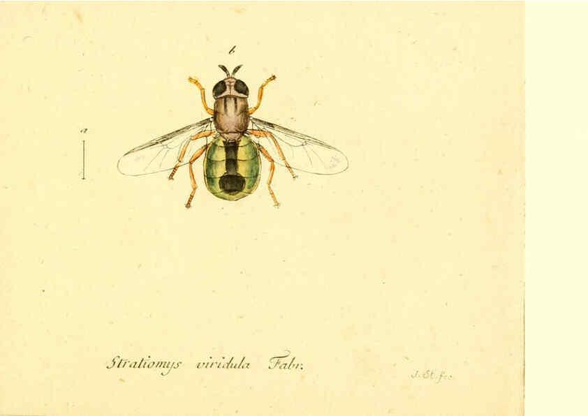 Reproducción/Reproduction 6045727151: Fauna Germanica, Diptera Nuremberg? :s.n.,between 1793 and 1805? 