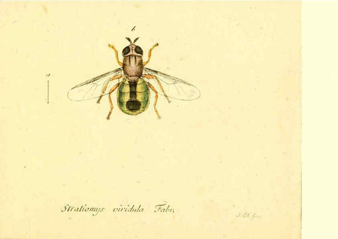 Reproducción/Reproduction 6045727151: Fauna Germanica, Diptera Nuremberg? :s.n.,between 1793 and 1805? 