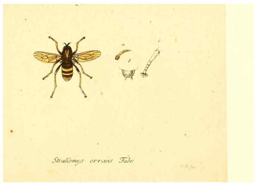 Reproducción/Reproduction 6046276026: Fauna Germanica, Diptera Nuremberg? :s.n.,between 1793 and 1805? 