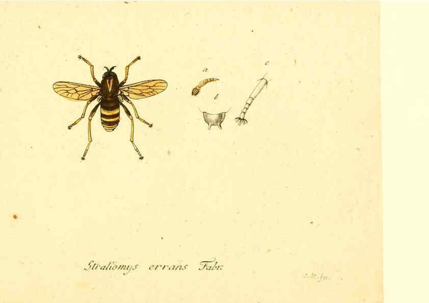 Reproducción/Reproduction 6046276026: Fauna Germanica, Diptera Nuremberg? :s.n.,between 1793 and 1805? 