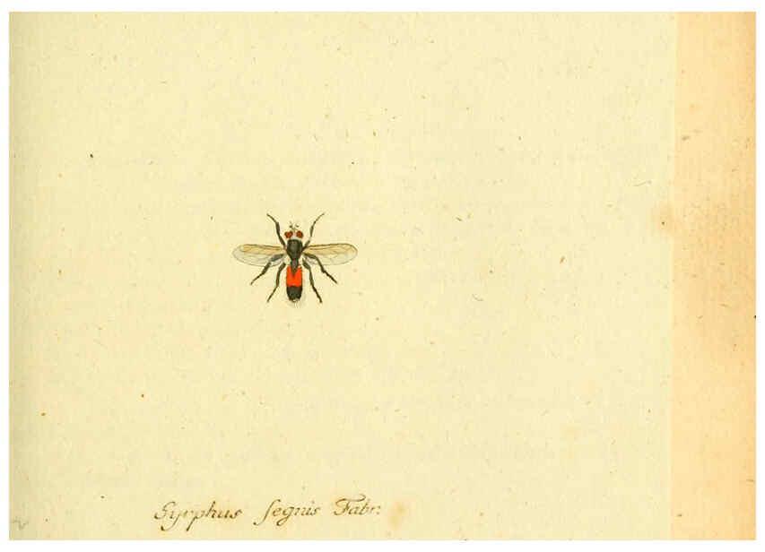 Reproducción/Reproduction 6046258486: Fauna Germanica, Diptera Nuremberg? :s.n.,between 1793 and 1805? 