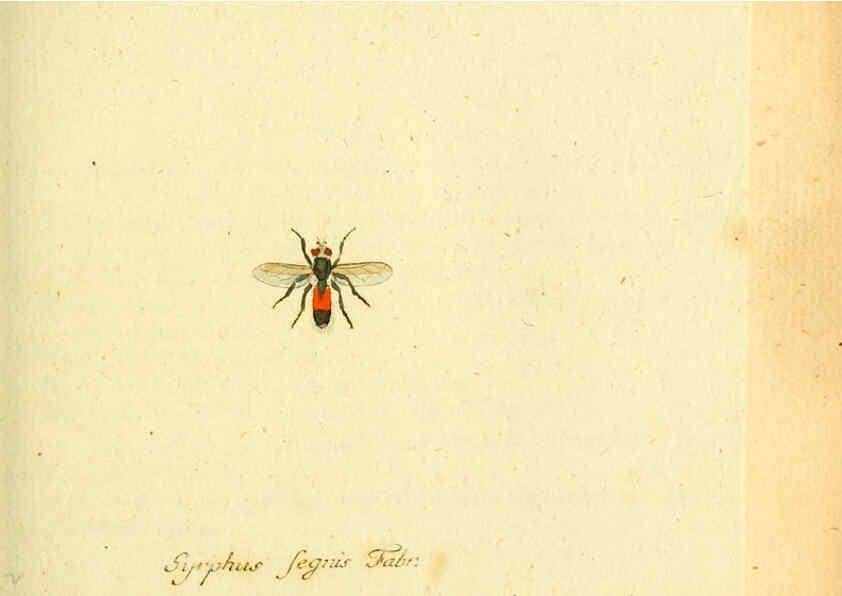 Reproducción/Reproduction 6046258486: Fauna Germanica, Diptera Nuremberg? :s.n.,between 1793 and 1805? 