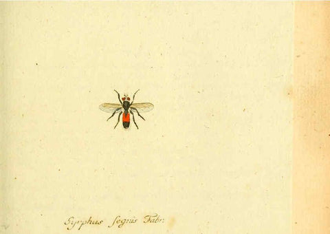 Reproducción/Reproduction 6046258486: Fauna Germanica, Diptera Nuremberg? :s.n.,between 1793 and 1805? 