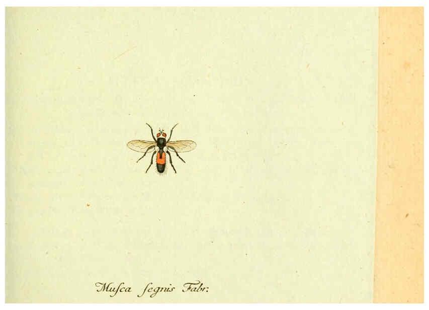 Reproducción/Reproduction 6045709583: Fauna Germanica, Diptera Nuremberg? :s.n.,between 1793 and 1805? 
