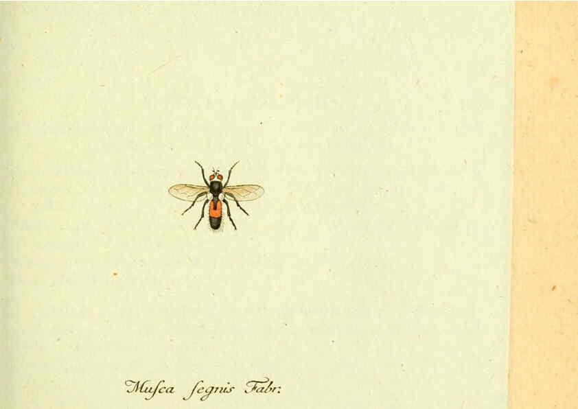 Reproducción/Reproduction 6045709583: Fauna Germanica, Diptera Nuremberg? :s.n.,between 1793 and 1805? 