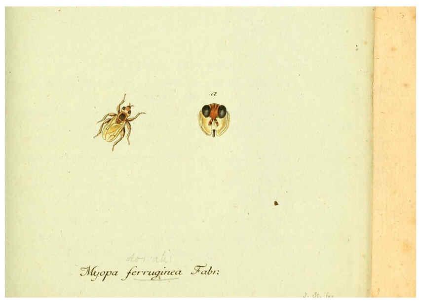 Reproducción/Reproduction 6046259030: Fauna Germanica, Diptera Nuremberg? :s.n.,between 1793 and 1805? 