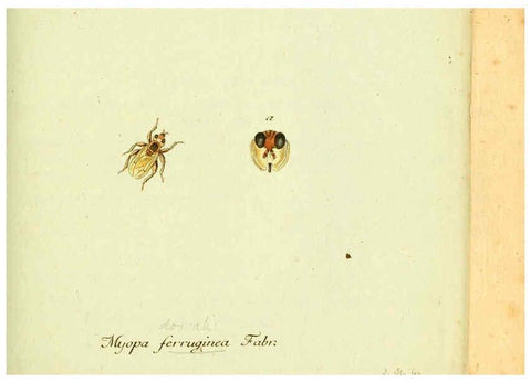 Reproducción/Reproduction 6046259030: Fauna Germanica, Diptera Nuremberg? :s.n.,between 1793 and 1805? 