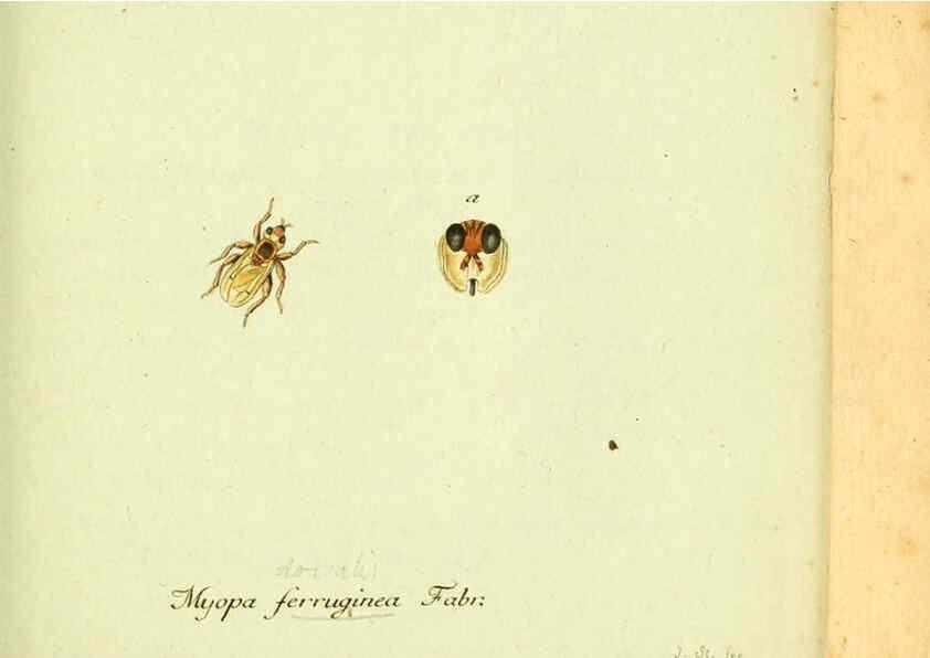 Reproducción/Reproduction 6046259030: Fauna Germanica, Diptera Nuremberg? :s.n.,between 1793 and 1805? 