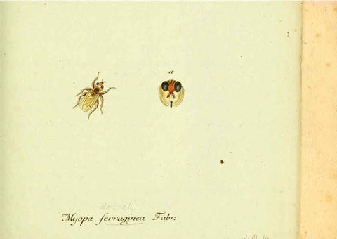 Reproducción/Reproduction 6046259030: Fauna Germanica, Diptera Nuremberg? :s.n.,between 1793 and 1805? 