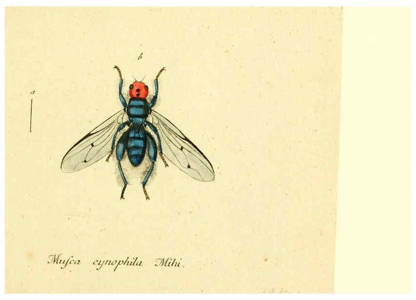 Reproducción/Reproduction 6045710323: Fauna Germanica, Diptera Nuremberg? :s.n.,between 1793 and 1805? 