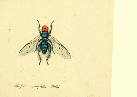 Reproducción/Reproduction 6045710323: Fauna Germanica, Diptera Nuremberg? :s.n.,between 1793 and 1805? 