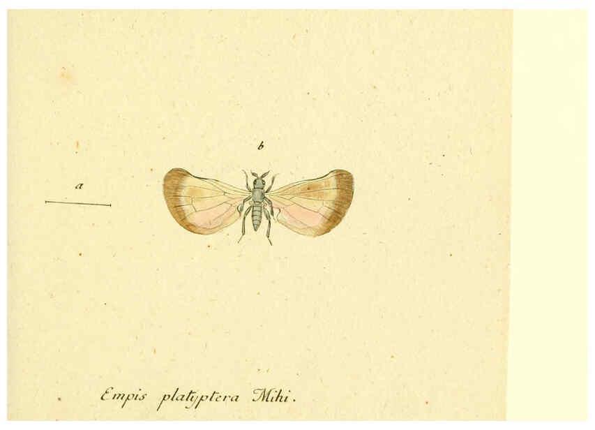 Reproducción/Reproduction 6045710551: Fauna Germanica, Diptera Nuremberg? :s.n.,between 1793 and 1805? 