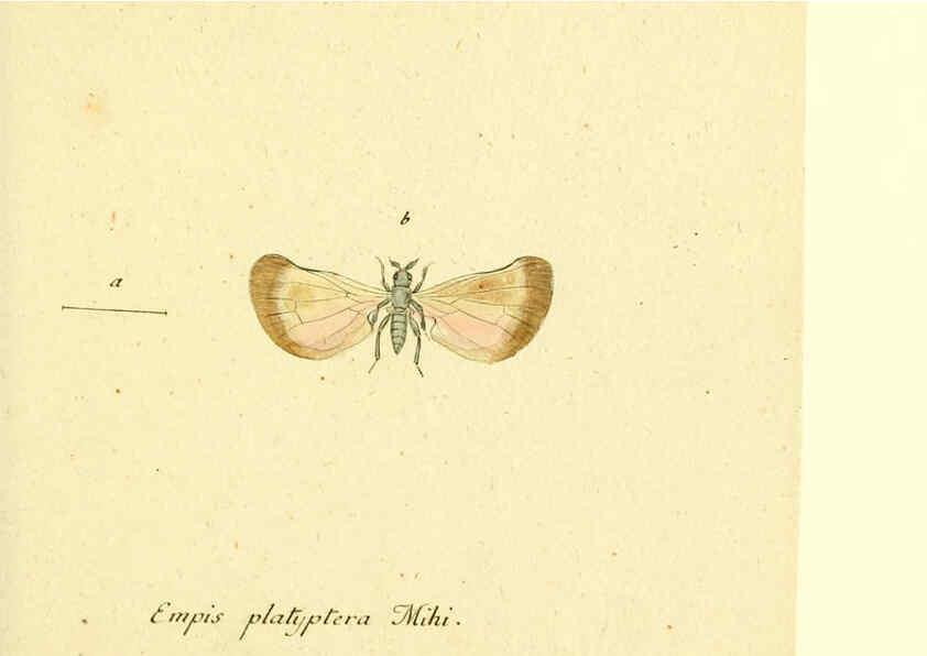 Reproducción/Reproduction 6045710551: Fauna Germanica, Diptera Nuremberg? :s.n.,between 1793 and 1805? 