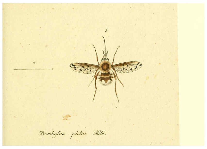 Reproducción/Reproduction 6045710833: Fauna Germanica, Diptera Nuremberg? :s.n.,between 1793 and 1805? 