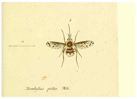 Reproducción/Reproduction 6045710833: Fauna Germanica, Diptera Nuremberg? :s.n.,between 1793 and 1805? 