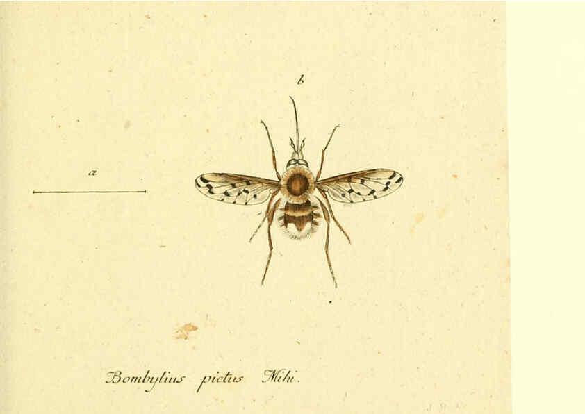 Reproducción/Reproduction 6045710833: Fauna Germanica, Diptera Nuremberg? :s.n.,between 1793 and 1805? 