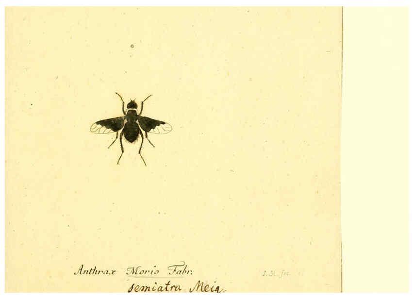 Reproducción/Reproduction 6045711031: Fauna Germanica, Diptera Nuremberg? :s.n.,between 1793 and 1805? 