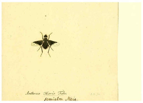 Reproducción/Reproduction 6045711031: Fauna Germanica, Diptera Nuremberg? :s.n.,between 1793 and 1805? 