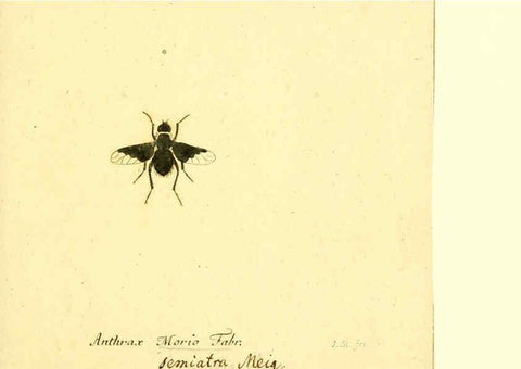 Reproducción/Reproduction 6045711031: Fauna Germanica, Diptera Nuremberg? :s.n.,between 1793 and 1805? 