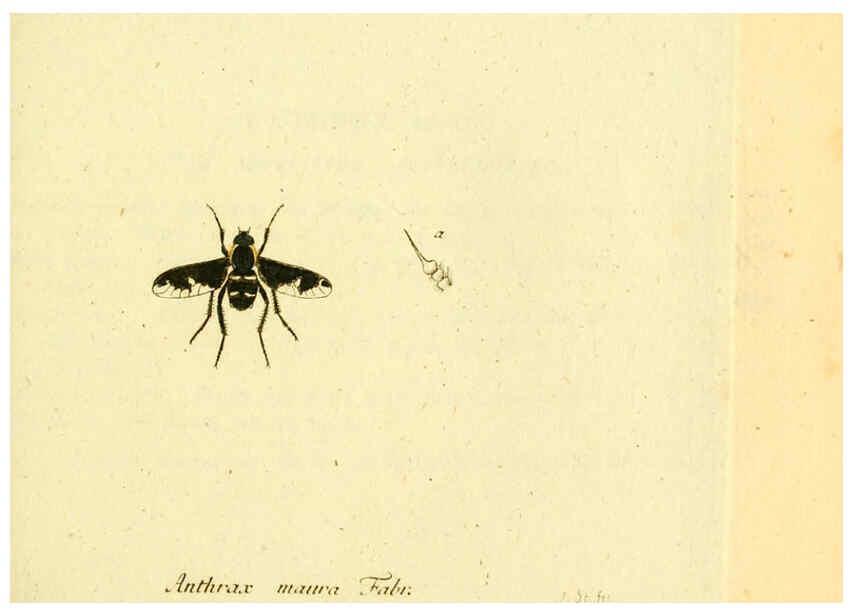 Reproducción/Reproduction 6045711369: Fauna Germanica, Diptera Nuremberg? :s.n.,between 1793 and 1805? 