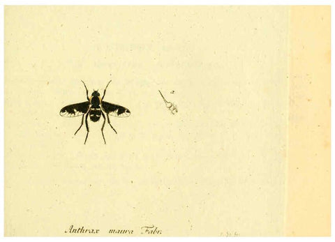 Reproducción/Reproduction 6045711369: Fauna Germanica, Diptera Nuremberg? :s.n.,between 1793 and 1805? 