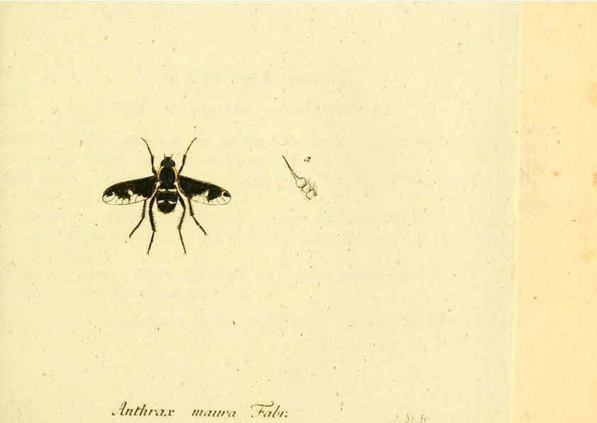 Reproducción/Reproduction 6045711369: Fauna Germanica, Diptera Nuremberg? :s.n.,between 1793 and 1805? 