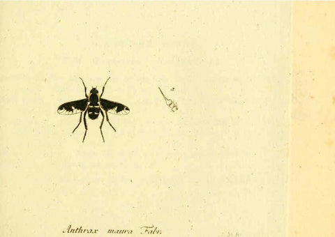 Reproducción/Reproduction 6045711369: Fauna Germanica, Diptera Nuremberg? :s.n.,between 1793 and 1805? 