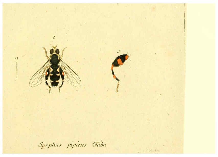 Reproducción/Reproduction 6046260862: Fauna Germanica, Diptera Nuremberg? :s.n.,between 1793 and 1805? 