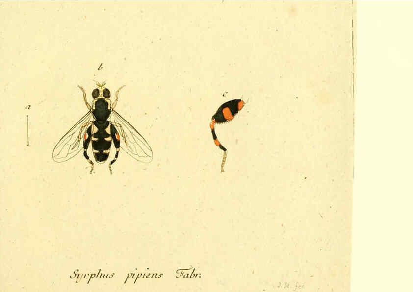 Reproducción/Reproduction 6046260862: Fauna Germanica, Diptera Nuremberg? :s.n.,between 1793 and 1805? 