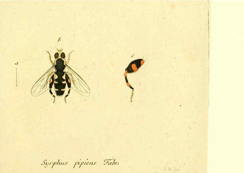 Reproducción/Reproduction 6046260862: Fauna Germanica, Diptera Nuremberg? :s.n.,between 1793 and 1805? 