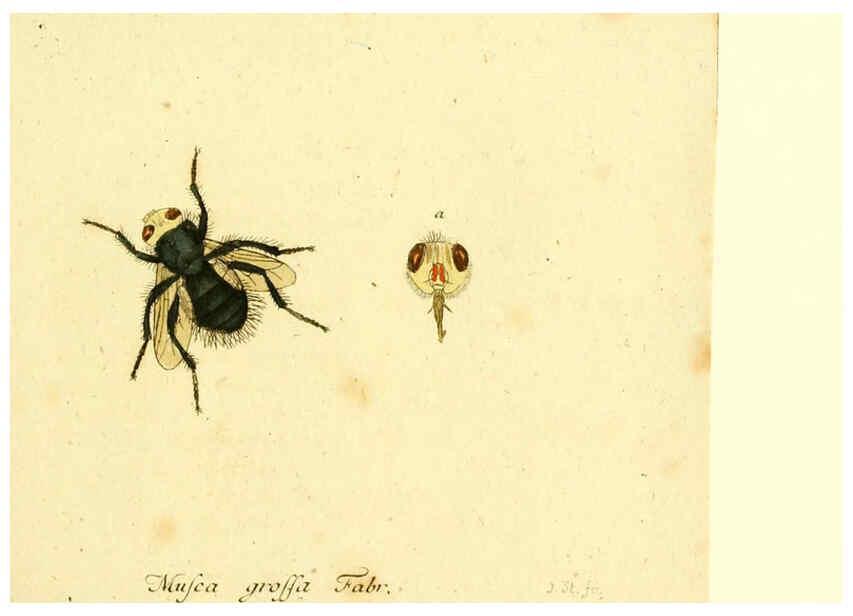 Reproducción/Reproduction 6045712059: Fauna Germanica, Diptera Nuremberg? :s.n.,between 1793 and 1805? 