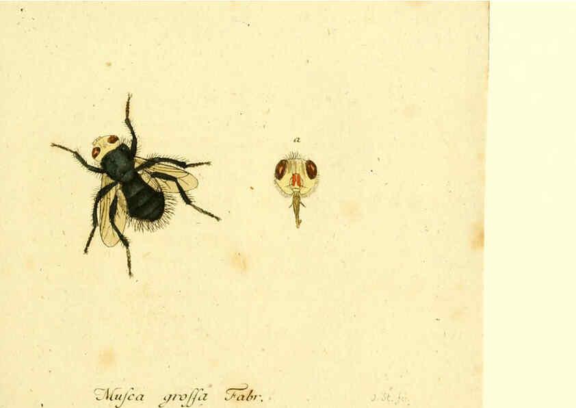Reproducción/Reproduction 6045712059: Fauna Germanica, Diptera Nuremberg? :s.n.,between 1793 and 1805? 