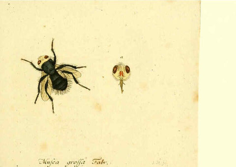 Reproducción/Reproduction 6045712059: Fauna Germanica, Diptera Nuremberg? :s.n.,between 1793 and 1805? 