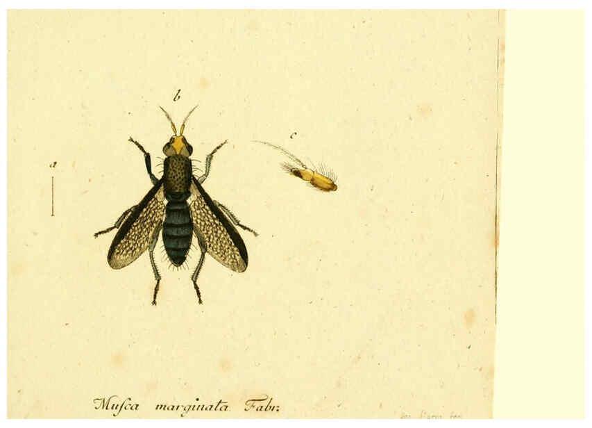 Reproducción/Reproduction 6046261560: Fauna Germanica, Diptera Nuremberg? :s.n.,between 1793 and 1805? 