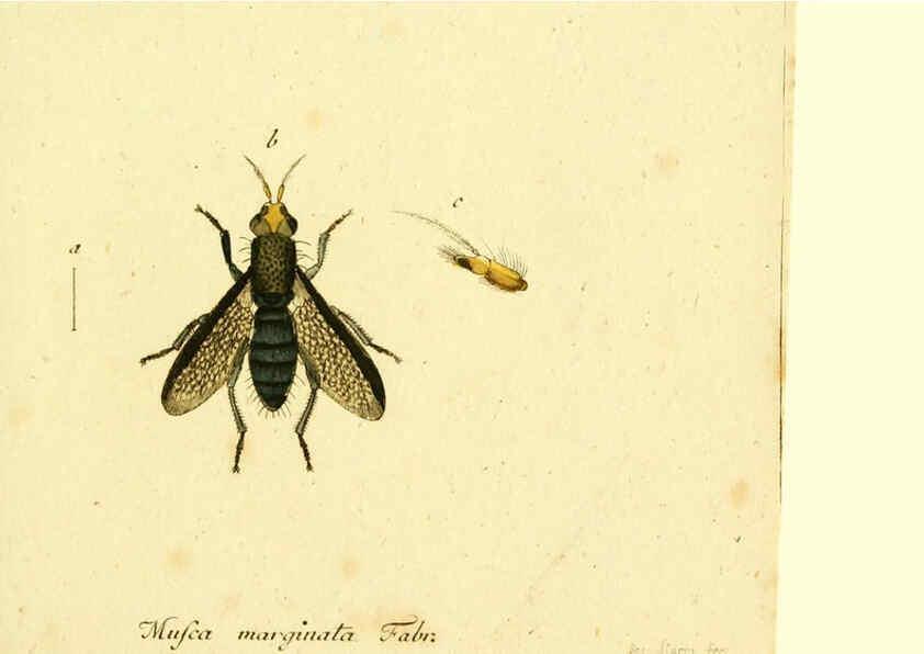 Reproducción/Reproduction 6046261560: Fauna Germanica, Diptera Nuremberg? :s.n.,between 1793 and 1805? 