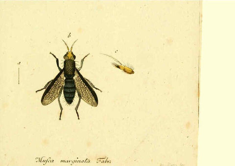 Reproducción/Reproduction 6046261560: Fauna Germanica, Diptera Nuremberg? :s.n.,between 1793 and 1805? 