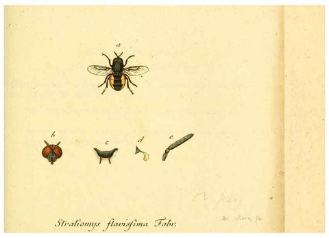 Reproducción/Reproduction 6046261940: Fauna Germanica, Diptera Nuremberg? :s.n.,between 1793 and 1805? 