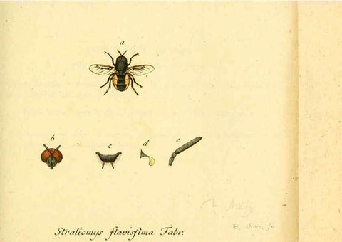 Reproducción/Reproduction 6046261940: Fauna Germanica, Diptera Nuremberg? :s.n.,between 1793 and 1805? 