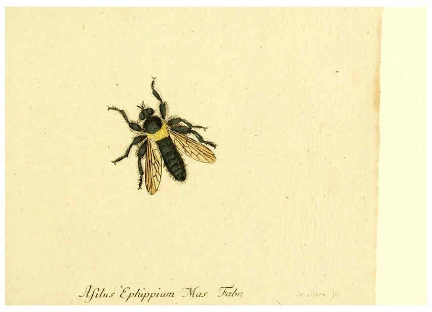 Reproducción/Reproduction 6045713045: Fauna Germanica, Diptera Nuremberg? :s.n.,between 1793 and 1805? 