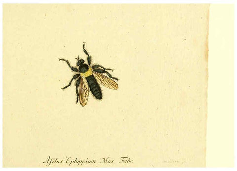Reproducción/Reproduction 6045713045: Fauna Germanica, Diptera Nuremberg? :s.n.,between 1793 and 1805? 