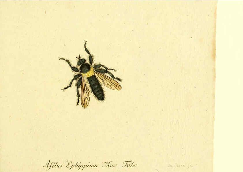 Reproducción/Reproduction 6045713045: Fauna Germanica, Diptera Nuremberg? :s.n.,between 1793 and 1805? 