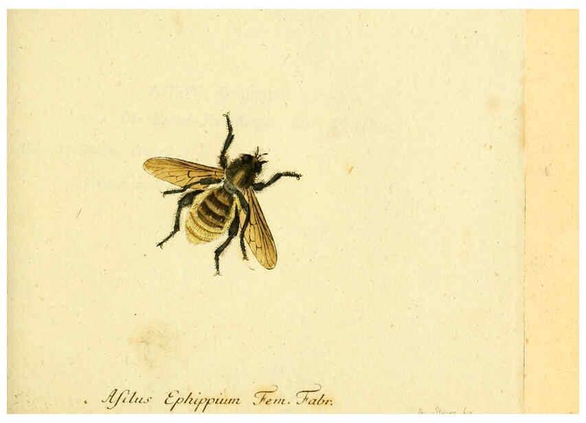 Reproducción/Reproduction 6045713297: Fauna Germanica, Diptera Nuremberg? :s.n.,between 1793 and 1805? 