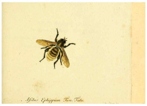 Reproducción/Reproduction 6045713297: Fauna Germanica, Diptera Nuremberg? :s.n.,between 1793 and 1805? 