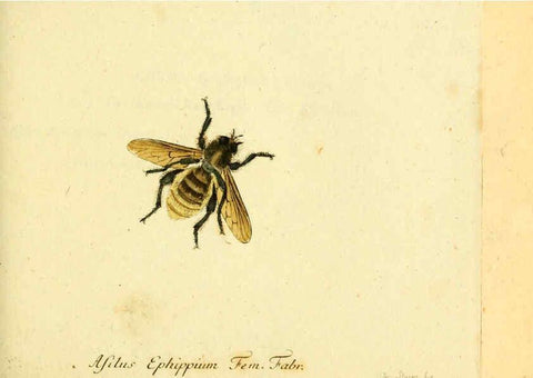 Reproducción/Reproduction 6045713297: Fauna Germanica, Diptera Nuremberg? :s.n.,between 1793 and 1805? 